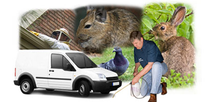 Crouch End local van